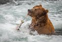 142 Katmai NP, bruine beer